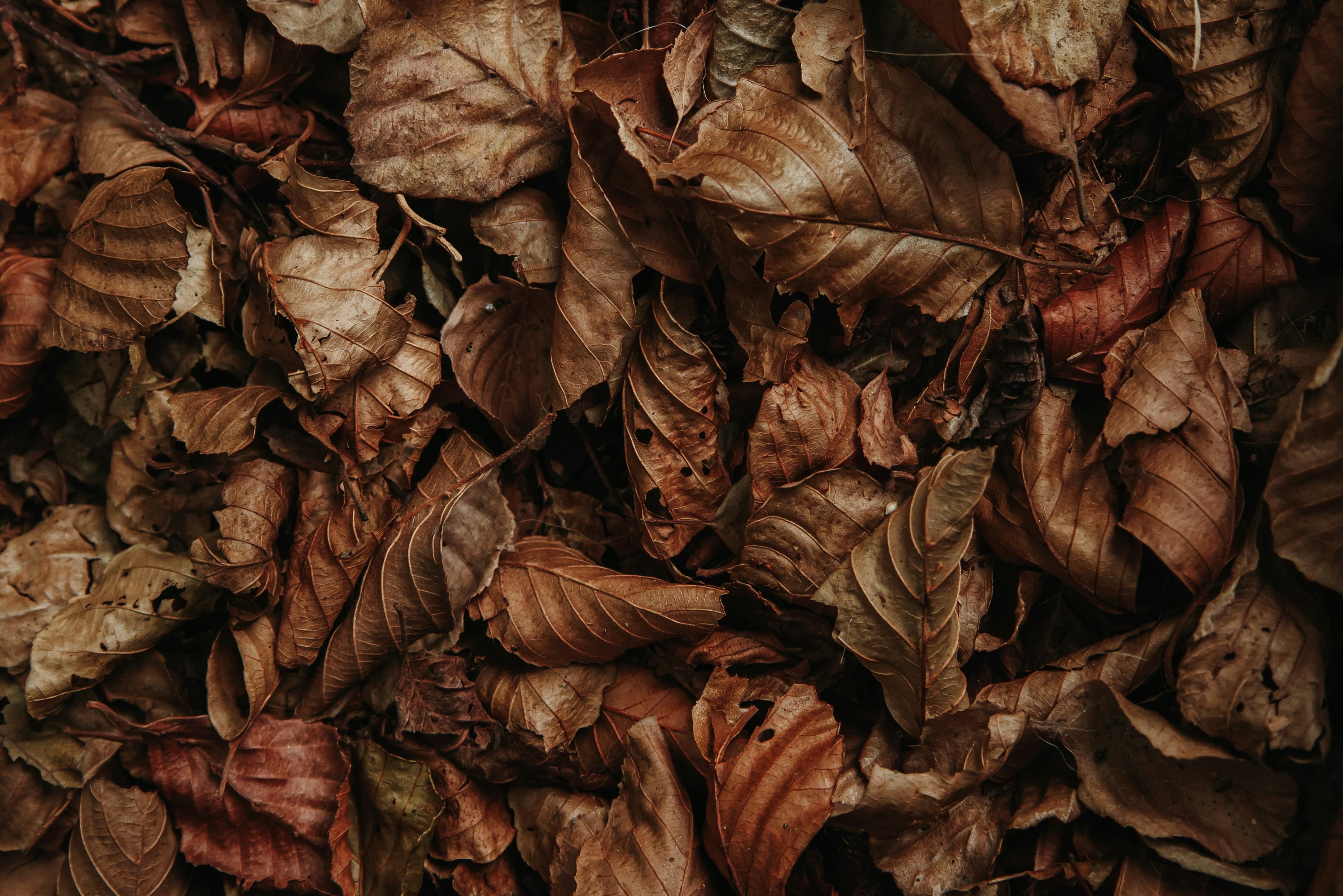 RELEAF PAPER